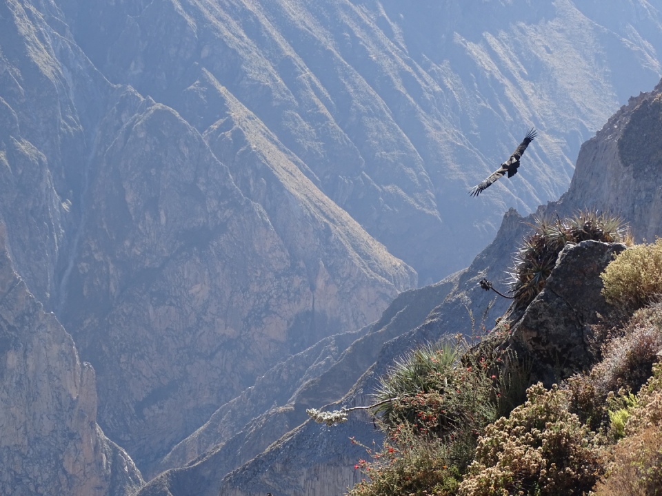 Colca Canyon condor